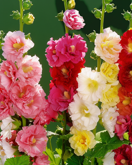 Stockrosfrön Alcea Rosea Doppia Multicolor flerårig blandning