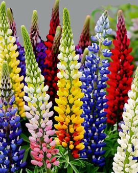 Lupinfrön Lupinus Hartwegii Flerfärgad Flerårig Blandning 120 cm