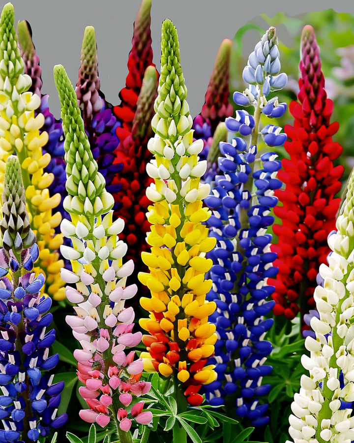Lupin Multicolor 120cm frön (Lupinus hartwegii) – flerårig blandning