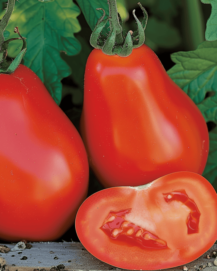 Tomatfrön Scatolone Roma Type (Solanum lycopersicum) – grönsak