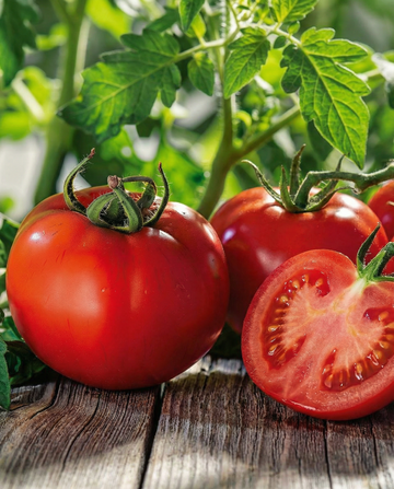 Tomat Marglobe (Solanum lycopersicum) – grönsaksfrön från SeedsChoice