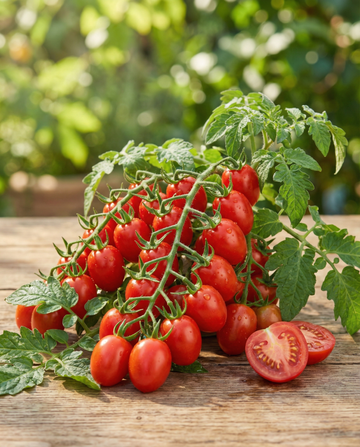 Röd körsbärstomat för krukor (Solanum lycopersicum) – grönsaksfrön från SeedsChoice