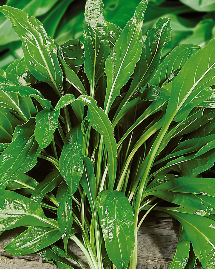 Buck's Horn-frön (Plantago coronopus) – ört