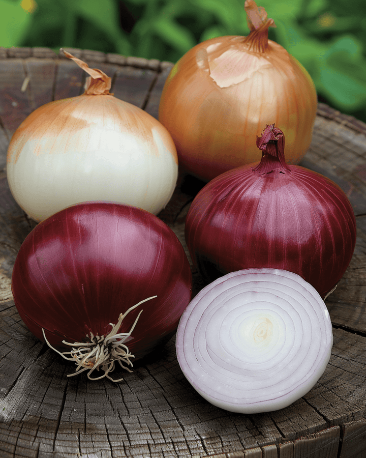Lökfrön Mix Tris Di Cipolle (Allium cepa) – tvåårig grönsak