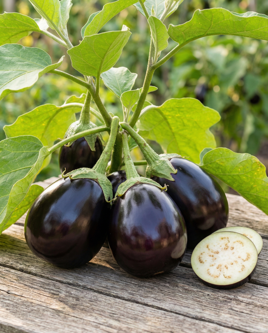 Aubergine Black Beauty (Solanum melongena) – grönsaksfrön från SeedsChoice