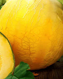 Frön av gul vintermelon Cucumis melo, ettårig sort Giallo Inverno