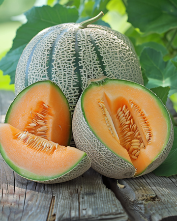 Melon Zatta Honeydew frön (Cucumis melo) – grönsaksväxt