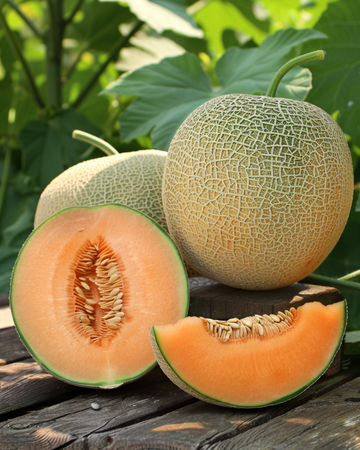 Klättermelon Rampicante Zuccherino frön (Cucumis melo) – ettårig klätterväxt