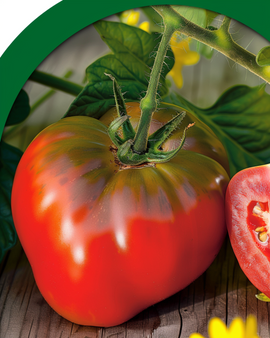 Tomatfrön Cuor De Bue Solanum lycopersicum ettårig sort