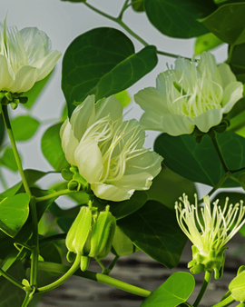 Kaprisfrön Capparis Spinosa flerårig ört