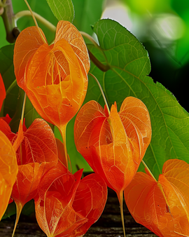Lyktblomma frön Physalis Franchetii flerårig blomma