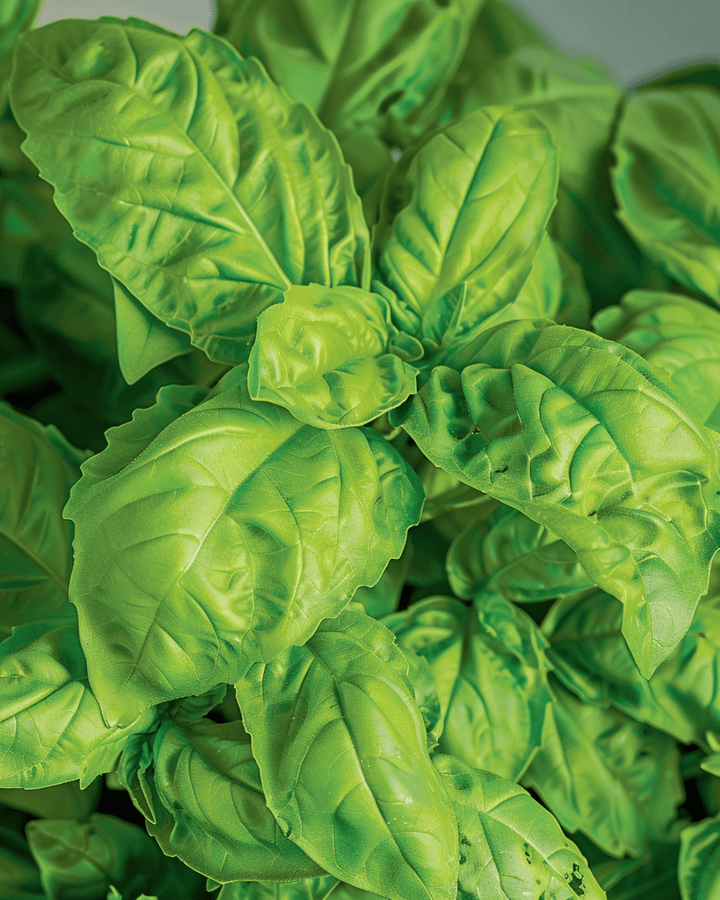 Basilika A Foglie Di Lattuga frön (Ocimum basilicum) – ettårig ört