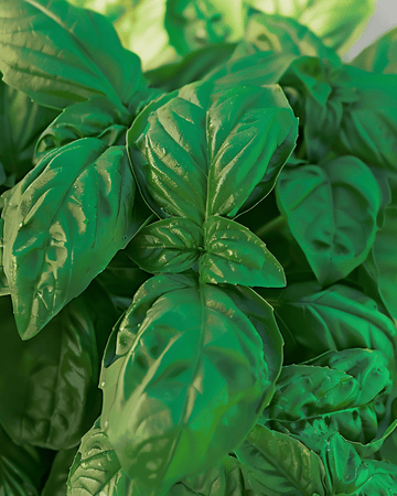 Basilika Bolloso Napoletano frön (Ocimum basilicum) – ettårig ört