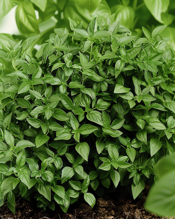 Fin grön buskbasilika frön (Ocimum basilicum) – ettårigt