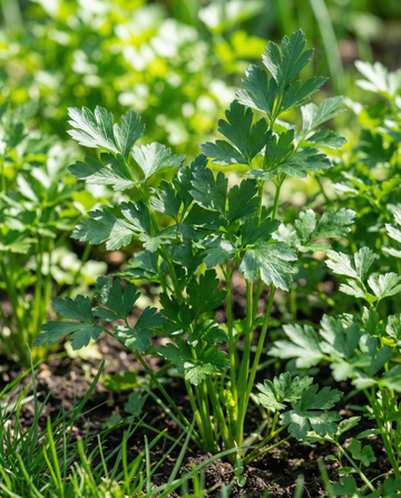 Persilja Giant Of Naples (Petroselinum crispum) – tvååriga örtfrön från SeedsChoice