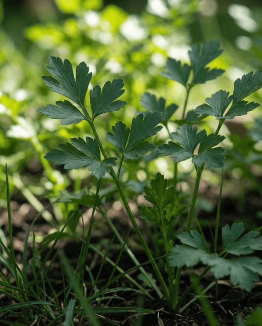 Persilja (Petroselinum crispum) – tvååriga örtfrön från SeedsChoice