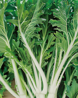 Mizunafrön Brassica rapa bladgrönsak
