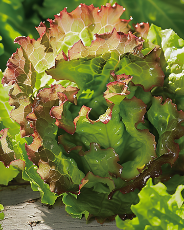Sallat Ubriacona frön (Lactuca sativa) – ettårig grönsak