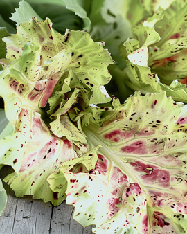 Bladcikoriafrön Cichorium intybus Castelfranco grönsakssort