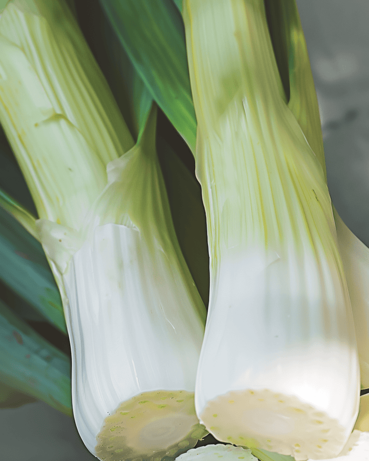 Purjolöksfrön Winter Tornado (Allium porrum) – grönsak