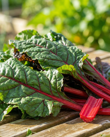 Rhubarb Chard Early Red Stems (Beta vulgaris) – grönsaksfrön från SeedsChoice