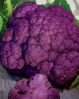 Blomkålsfrön Sicily Violetto Brassica Oleracea tidig sort