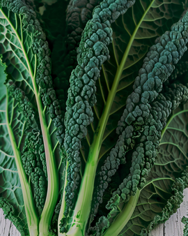 Grönkål Nero Di Toscana frön Brassica oleracea ettårig sort