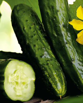 Gurka Beth Alpha frön Cucumis sativus ettårig sort