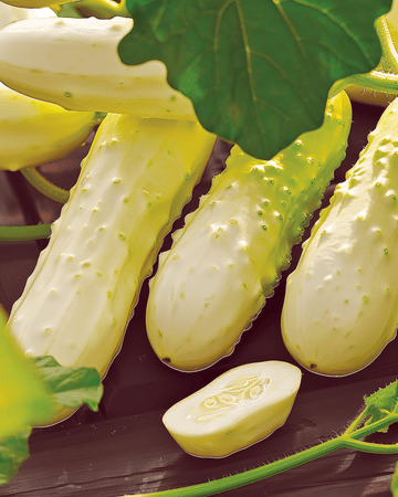 Gurka White Wonder frön (Cucumis sativus) – ettårigt grönsaksfrö