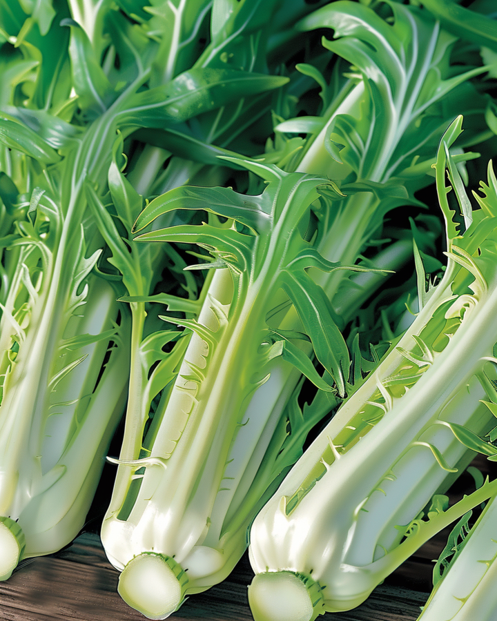 Bladcikoria Puntarelle Brindisina Catalogna-frön (Cichorium intybus) – ettårig grönsak