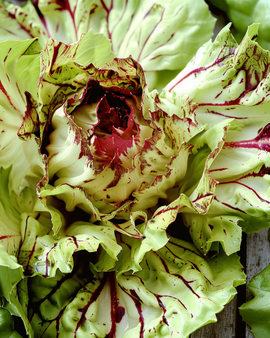 Castelfranco Cikorifrön Cichorium Intybus Variegata Sen Sort
