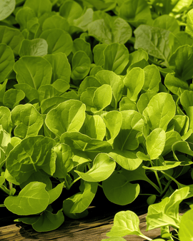 Bladcikoria frön Zuccherina Di Trieste Cichorium Intybus ettårig
