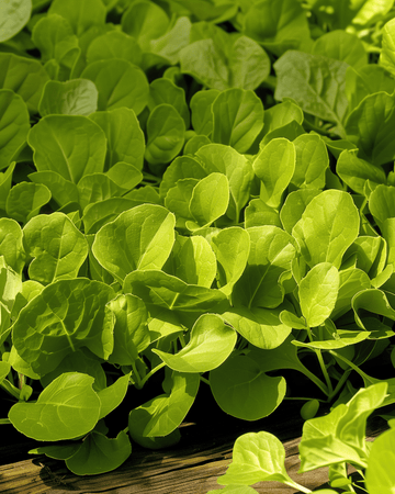 Bladcikoria Zuccherina Di Trieste frön (Cichorium intybus) – ettårig grönsak