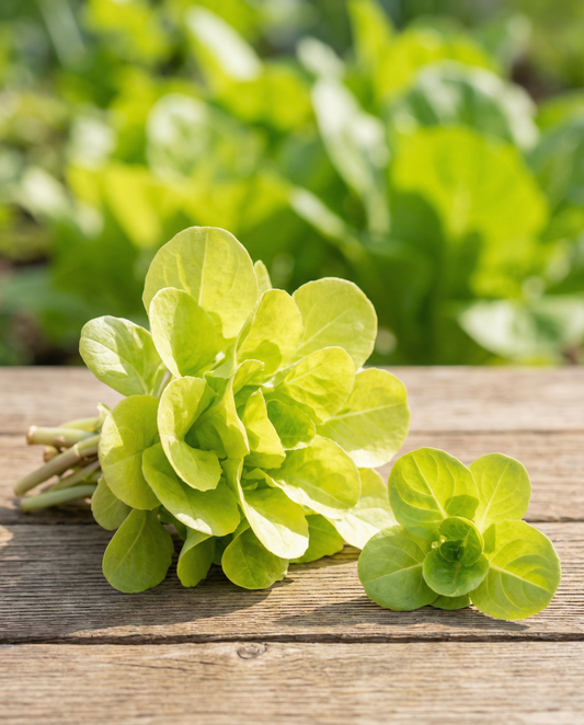 Bladcikoria Zuccherina Di Trieste (Cichorium intybus) – ettåriga grönsaksfrön från SeedsChoice