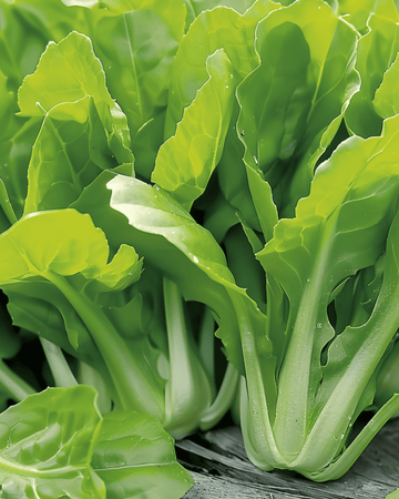 Cikorifrön Cut And Come Again (Cichorium intybus) – ettårig grönsak
