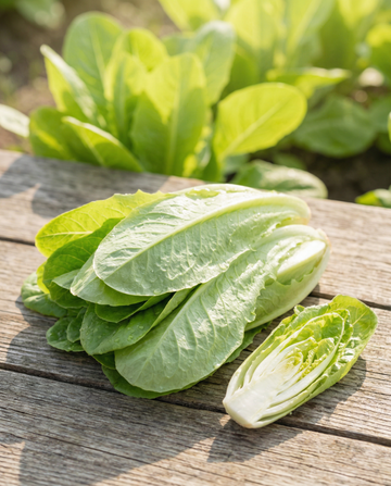 Cikorifrön Cut And Come Again (Cichorium intybus) – ettårig grönsak från SeedsChoice