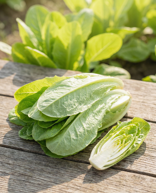 Cikorifrön Cut And Come Again (Cichorium intybus) – ettårig grönsak från SeedsChoice