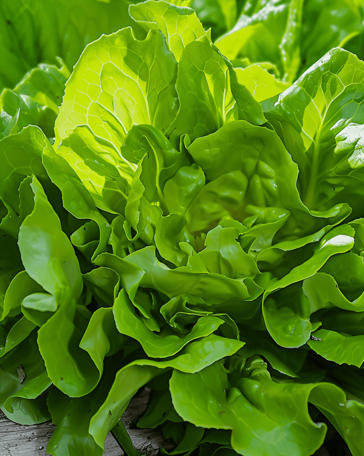 Sallatfrön Catalogna Canary Tongue snabbväxande (Lactuca sativa) – grönsak