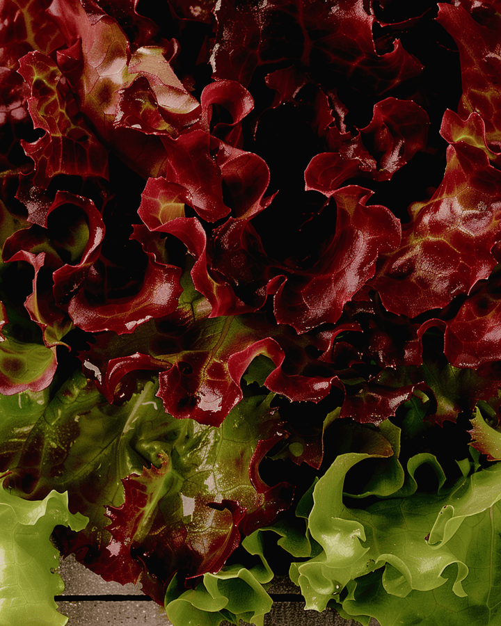 Plocksalladsfrön Early Italian Cut (Lactuca sativa) – grönsak