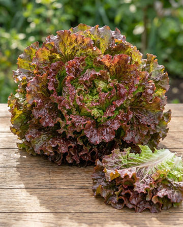 Plocksallad Early Italian Cut (Lactuca sativa) – grönsaksfrön från SeedsChoice