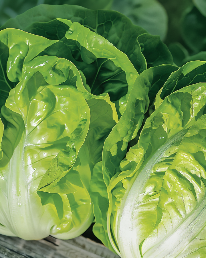 Salladsfrön Romaine Blonde värmetålig (Lactuca sativa) – grönsak