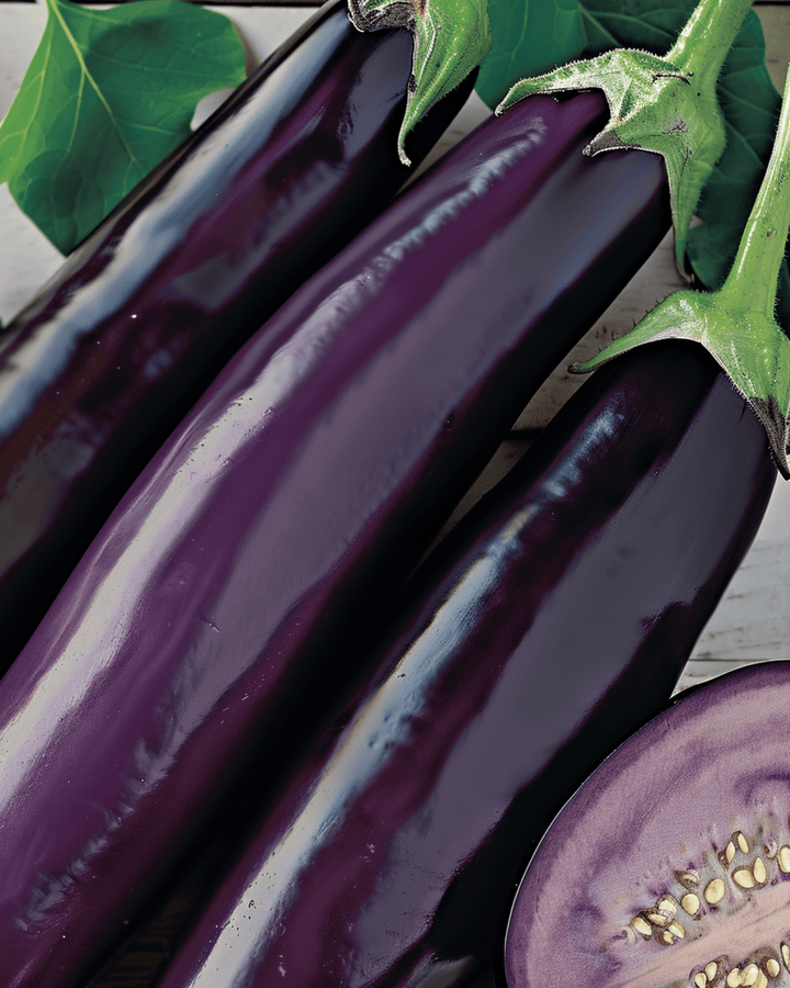 Auberginfrön Violetta Lunga medium tidig (Solanum melongena) – grönsak