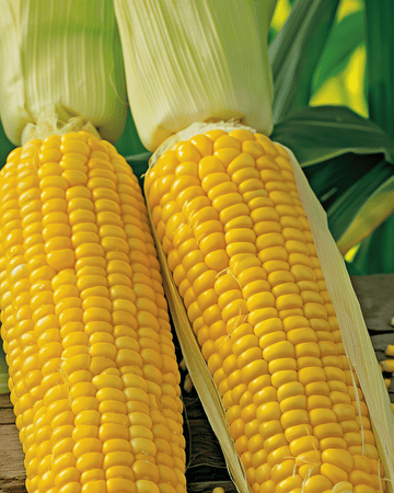 Frön av sockermajs Dolce Medium Early (Zea mays) – ettårig grönsak