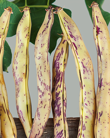 Frön till dvärgbuskböna Merveille De Piemonte (Phaseolus vulgaris) – ettårig grönsak