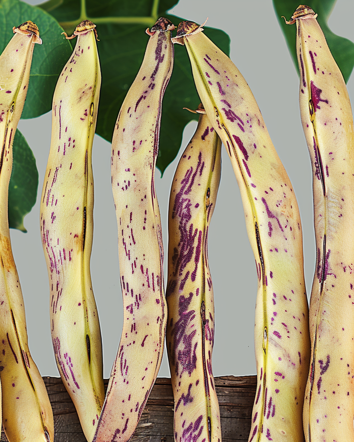 Frön till dvärgbuskböna Merveille De Piemonte (Phaseolus vulgaris) – ettårig grönsak