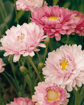 Helipterumfrön Helipterum Roseum Dubbel Blandad Ettåriga Blommor