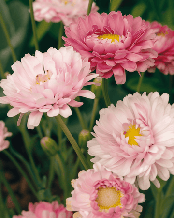 Double Mixed-frön (Helipterum roseum) – ettårig blomma