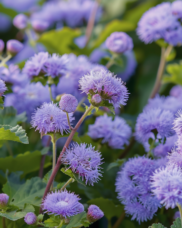 Flossblommafrön Blue Mink (Ageratum houstonianum) – ettårig blomma