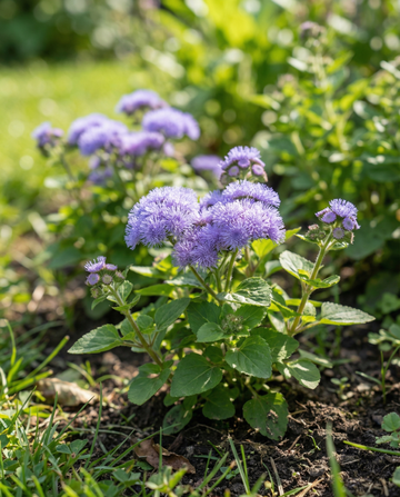 Flossblomma Blue Mink (Ageratum houstonianum) – ettåriga blomsterfrön från SeedsChoice