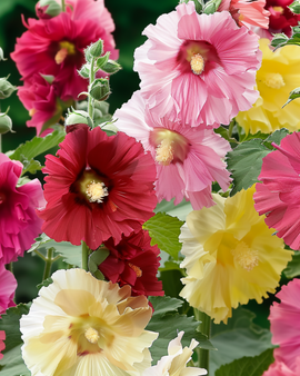 Stockrosfrön Summer Carnival Alcea Rosea ettårig